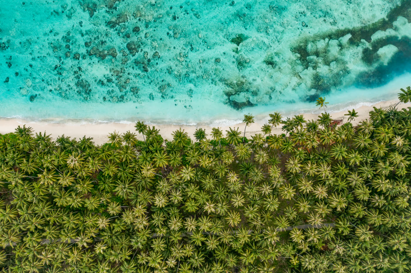 Looking straight down on a coconut palm forest meeting white sand and a turquoise reef